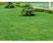 Газон рулонный